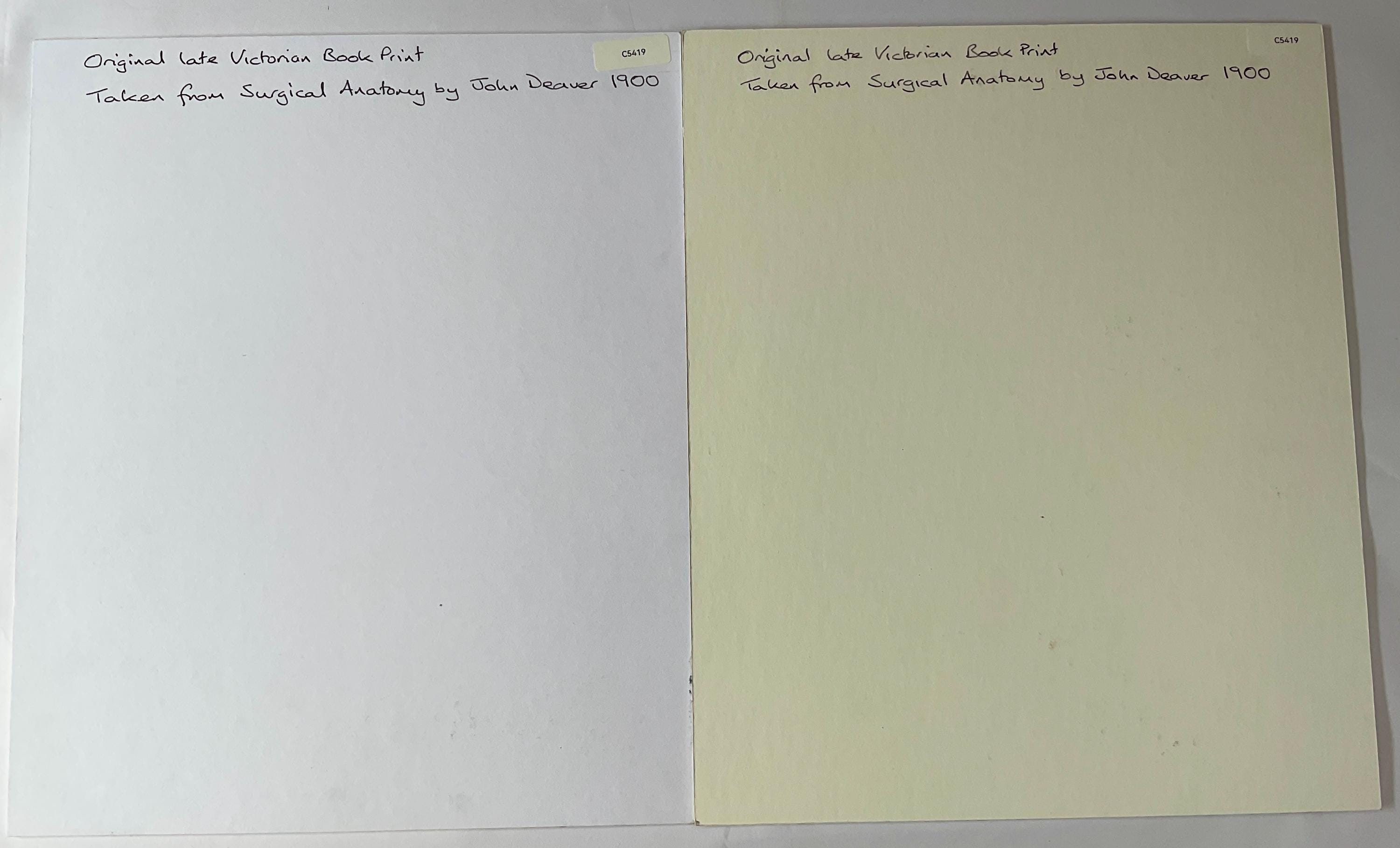 アンティーク解剖図 大判アート作品 アンティーク解剖図 大判アート作品 アンティーク解剖図 大判