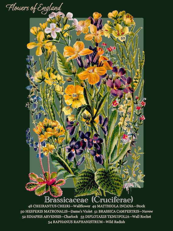 ウォールフラワー51