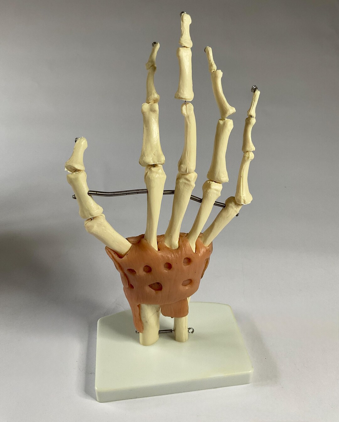 Vintage Anatomical Life-size Hand Model - Etsy