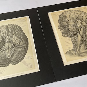 Antique original anatomical engravings 1900. Wall art.