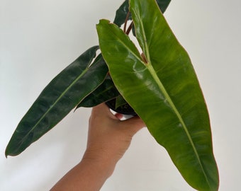 Philodendron billietiae 4”pot