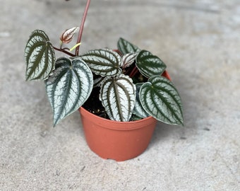 Rare Peperomia Turboensis striped Live House Plant 4” Pot