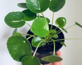 Pilea quot Chinese Money Plant quot 4 pot