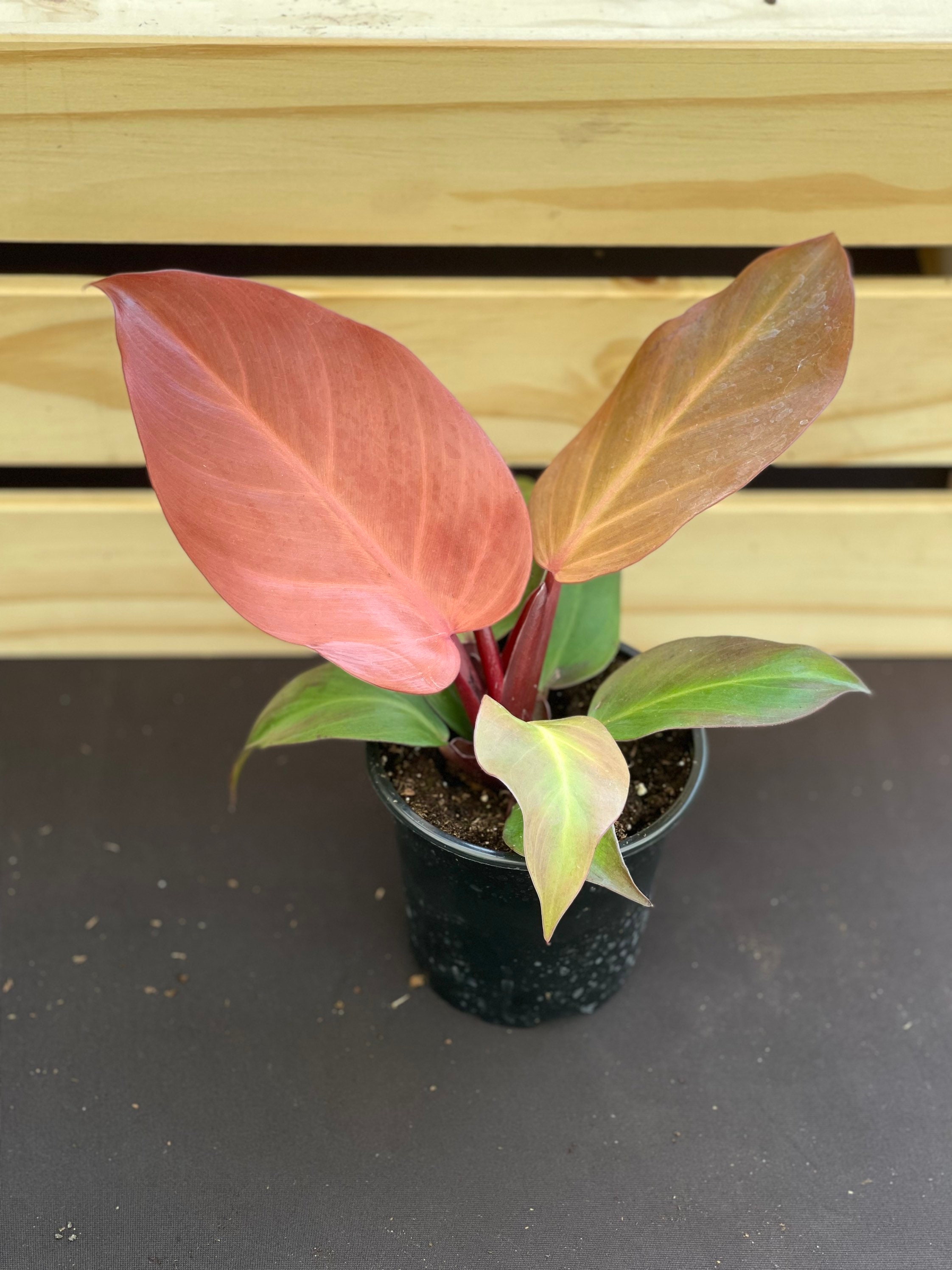 Philodendron Orange Prince 4”pot