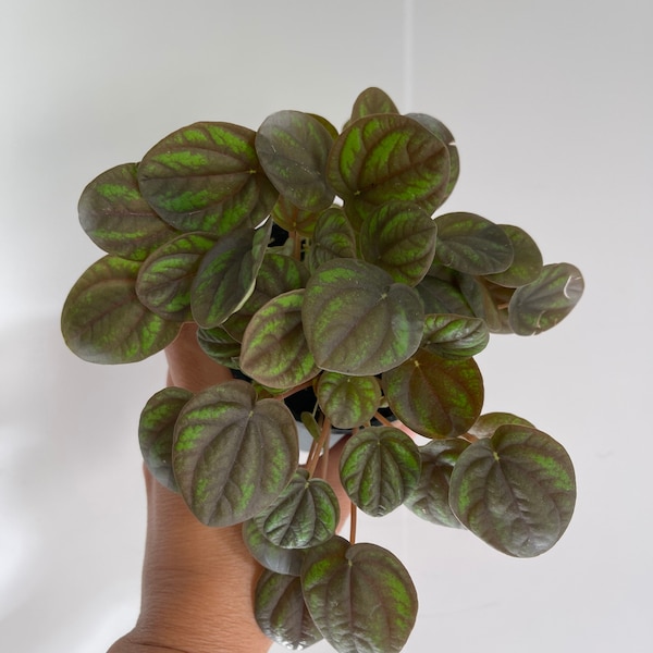 Peperomia Peppermill 4” pot