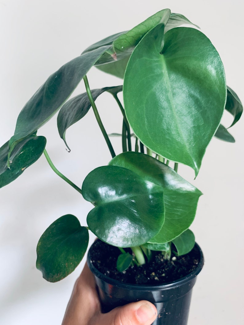 Monstera Deliciosa. Swiss Cheese Plant 4 pot. Cute small