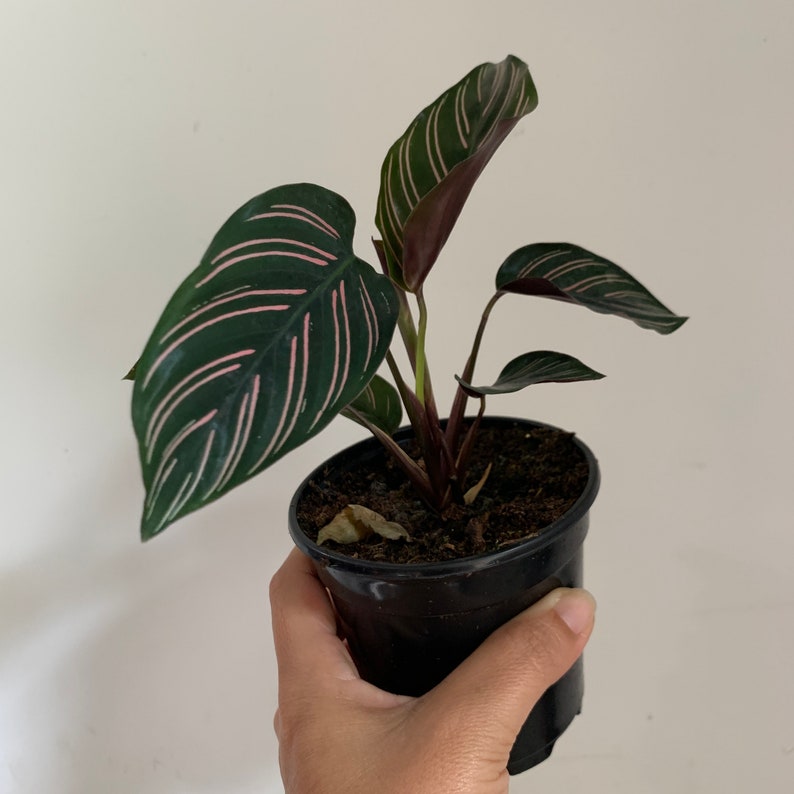 Calathea Ornata pink pin-stripe live plant 4 house plants ...