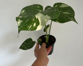 Monstera Thai Constellation 4” pot