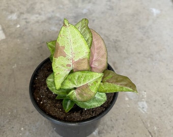 Syngonium Confetti 4” Potted, House Plant Arrowhead