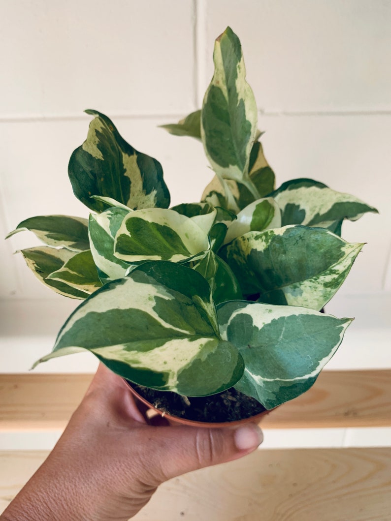 Pearls and Jade Pothos 4 pot Pothos n joy variegated rare