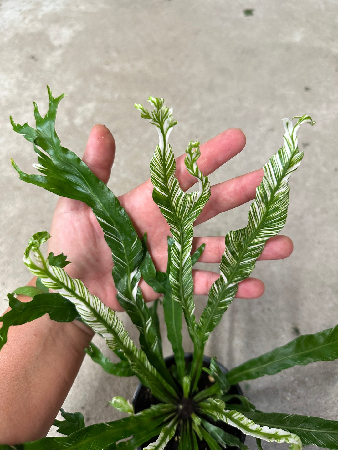 Bird Nest Fern Variegated asplenium Nidus Variegated 4 Pot Etsy