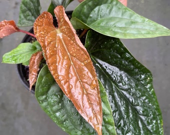 RARE: Anthurium luxurians Radicans/ 6”pot/ FREE SHIPPING