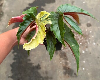 RARE Ginny Galaxy Begonia 3” pot