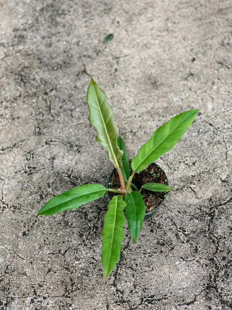 Philodendron Narrow Tiger Tooth/ Jungle Boogie Plant 4 pot ...