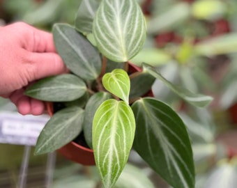 Peperomia Maculosa 4” pot