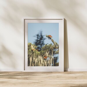 Monarch Migration Print