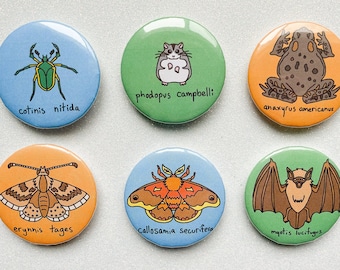 Latin Name Wildlife Button Pins - Moths, Green June Beetle, Brown Bat, Dwarf Hamster, American Toad