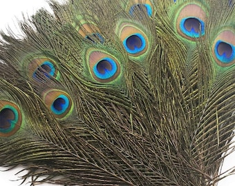 Natural Peacock Feathers Multiple sizes -P