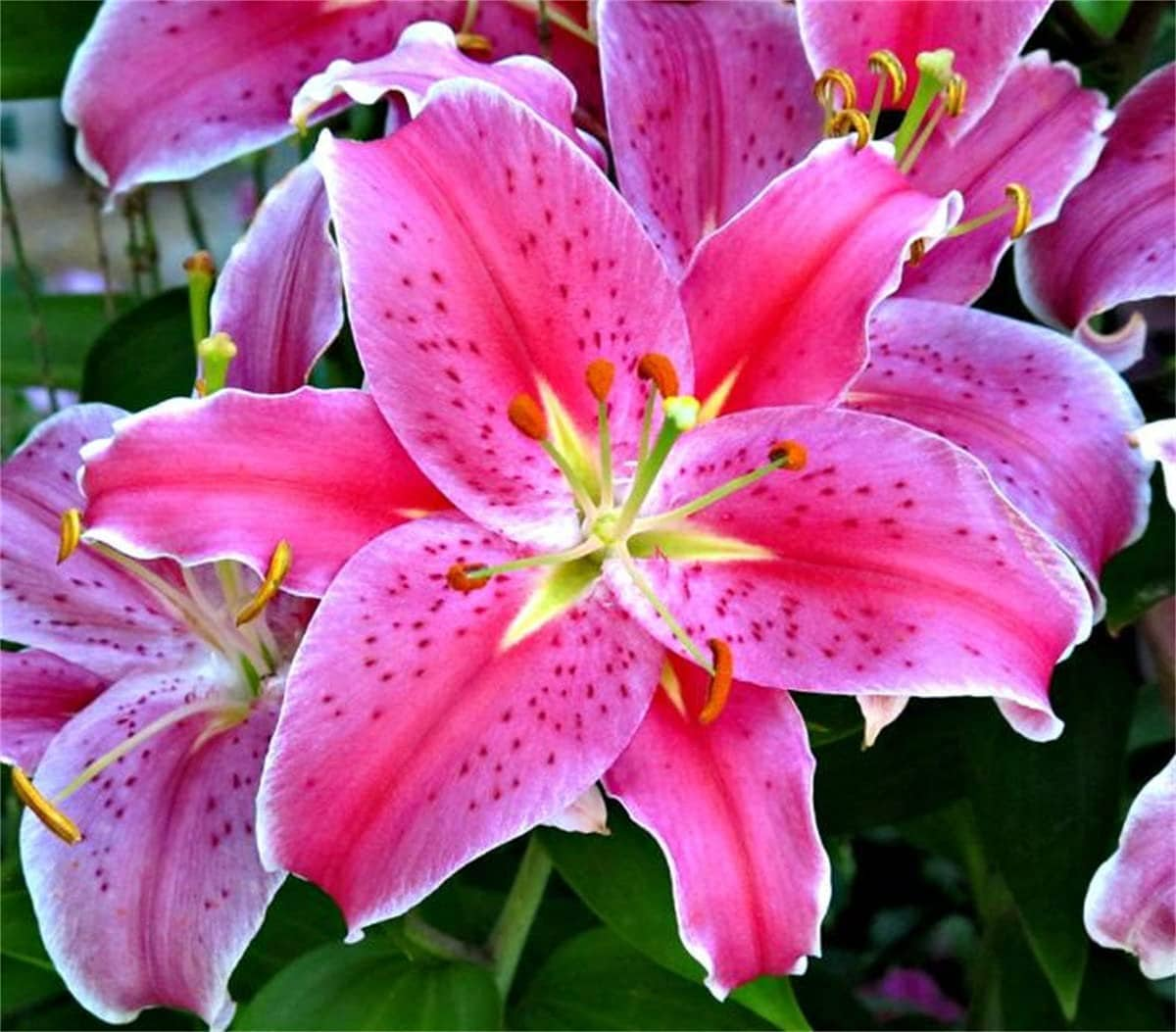 Stargazer Lily Bulbs Traditional Pink and White Stargazer - Etsy UK