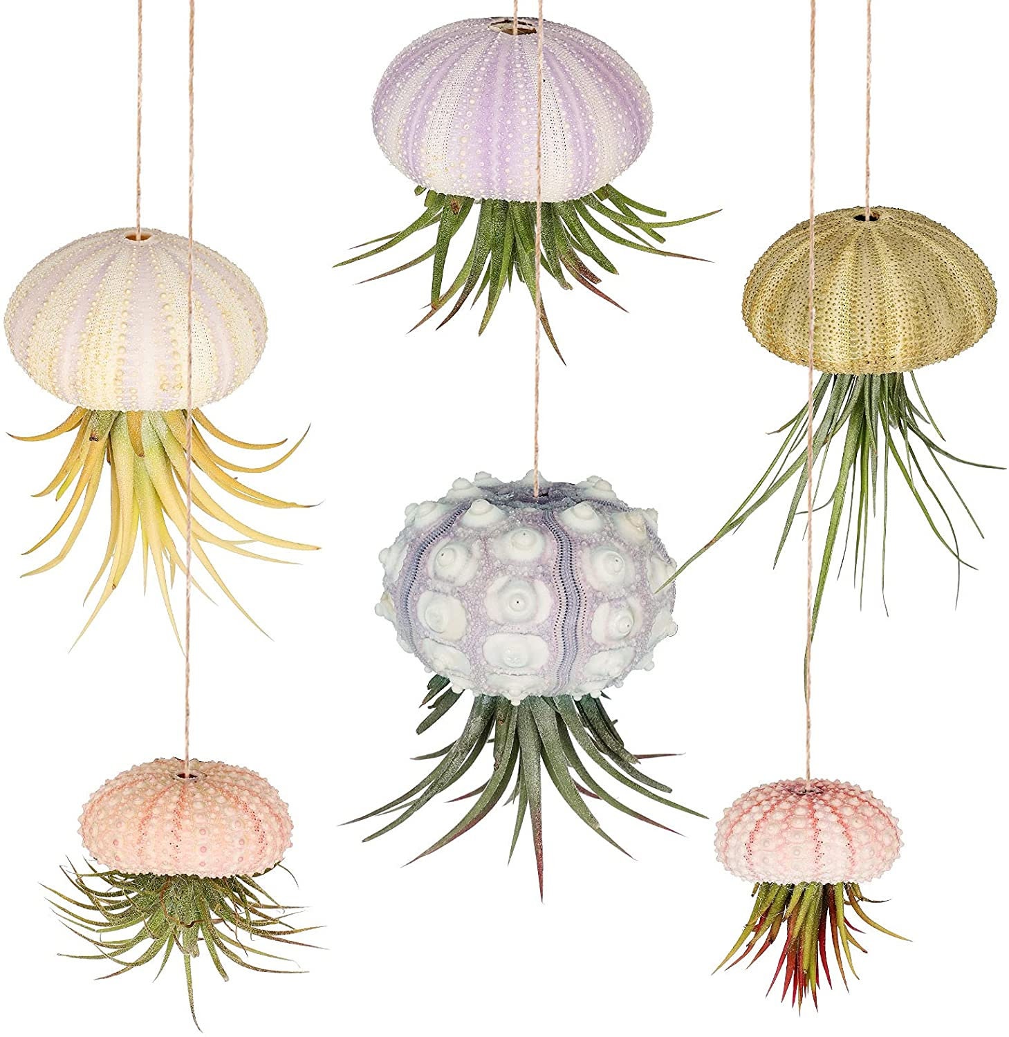 100 Piezas De Estrellas De Mar Naturales, Conchas Marinas, L | Cuotas