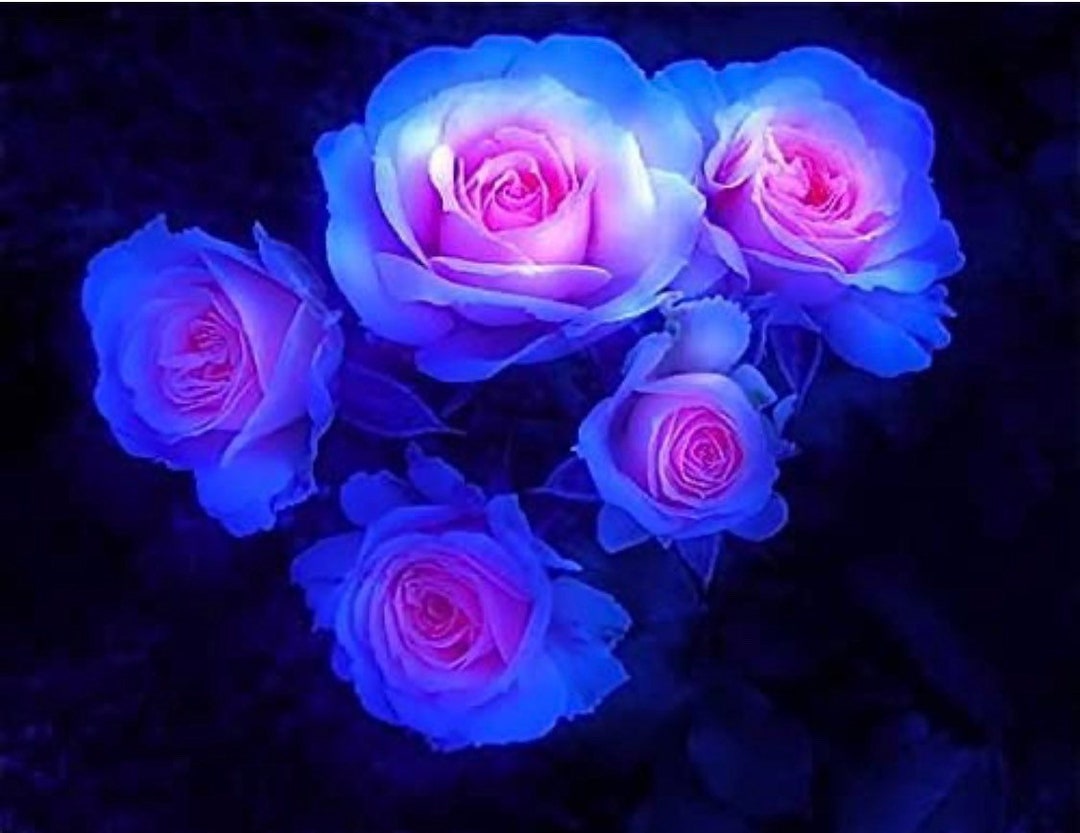 100ct Pack of Rare Blue and Pink Moon Rose Seeds Etsy