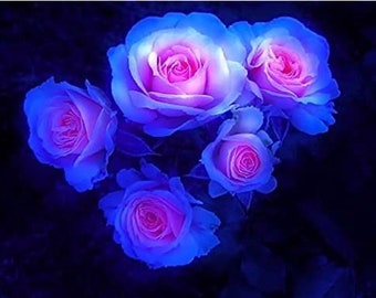 Rare Moon Rose Seeds - 100ct Blue and Pink Rose Seeds