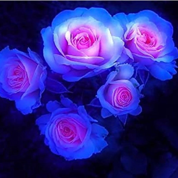 Rare Moon Rose Seeds - 100ct Blue and Pink Rose Seeds