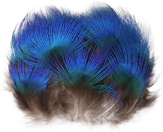 Buy Natural Peacock Plumage Feathers Hair Feathers Dreamcatcher Feathers  Craft Feathers Online in India 