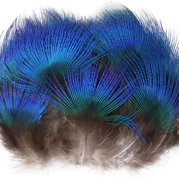 Natural Peacock Plumage Feathers - Hair Feathers - Dreamcatcher Feathers - Craft Feathers