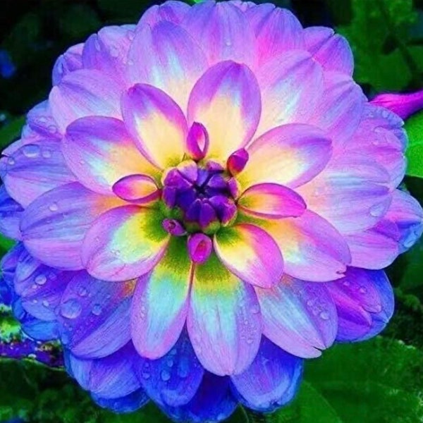 100ct Mixed Variety Dahlia Seeds - Rare Species