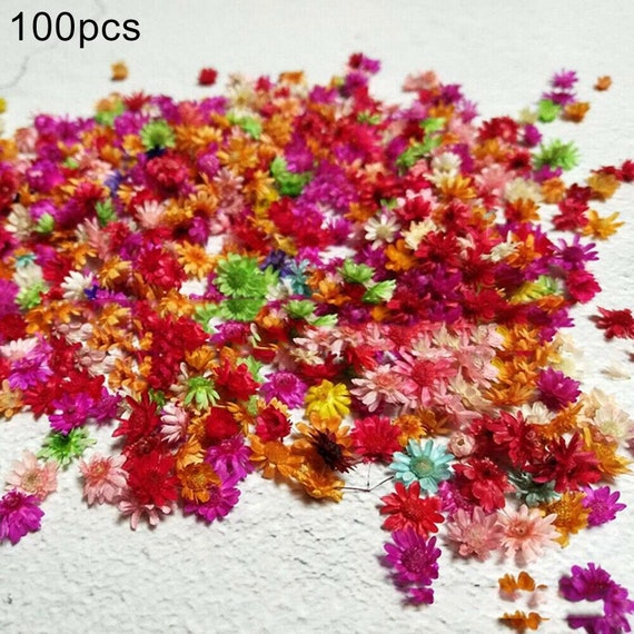 Dried Tiny Flowers for Resin 50ml Box, Dried Bulk Mini Flowers