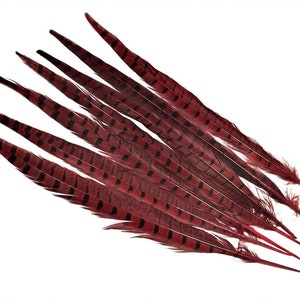 14-16" Pheasant Tail Feathers 5ct - Hair Feathers - Dreamcatcher Feathers - Craft Feathers -5