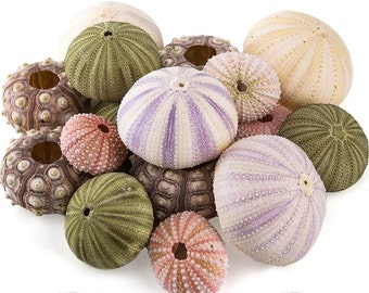 Sea Urchin Shells for Air Plants, Home Decor & Crafts - 5ct Air purifying plant pots - Craft Shells - Bathroom Decor - Beach house Decor -P