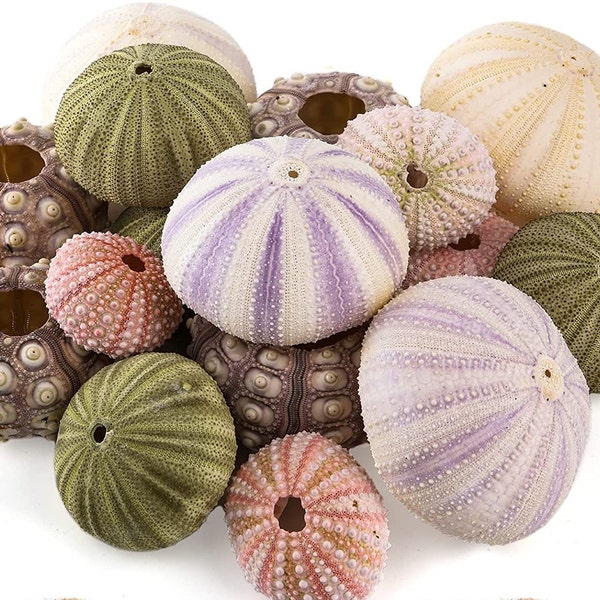 Sea Urchin Shells for Air Plants, Home Decor & Crafts - 5ct Air purifying plant pots - Craft Shells - Bathroom Decor - Beach house Decor -P