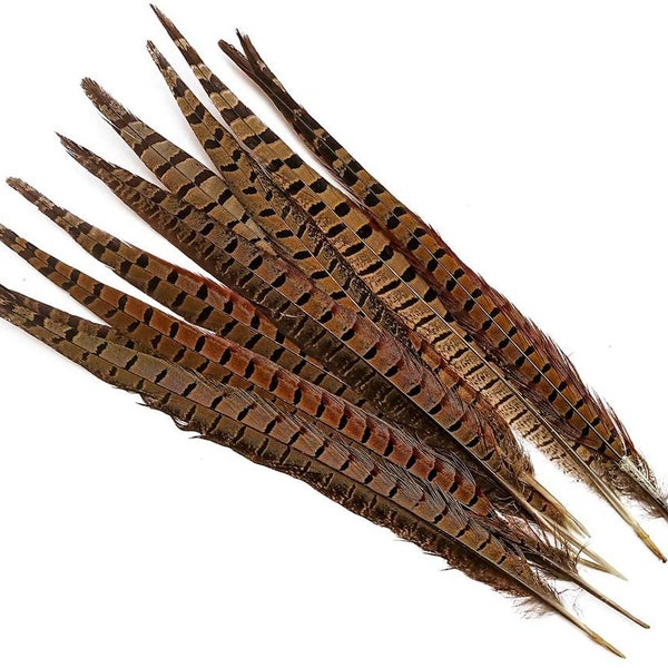 14-16" Pheasant Tail Feathers 5ct - Hair Feathers - Dreamcatcher Feathers - Craft Feathers -P