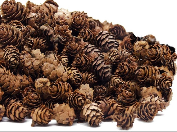 Mini Pinecones for Crafts, Wreaths, Ornaments, Resin and Trees 50ct 1  Pinecones 