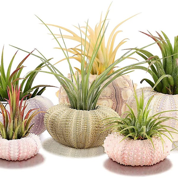 Sea Urchin Shells for Air Plants, Home Decor & Crafts - 5ct Air purifying plant pots - Craft Shells - Bathroom Decor - Beach house Decor -1