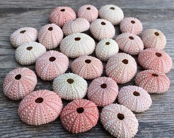 Coquilles d'oursin pour plantes aériennes, décoration d'intérieur et artisanat - Pots de plantes purificateurs d'air 5ct - Coquillages artisanaux - Décor de salle de bain - Décor de maison de plage -1 Coquilles d'oursin pour plantes aériennes, décoration d'intérieur et artisanat - Pots de plantes purificateurs d'air 5ct - Coquillages artisanaux - Décor de salle de bain - Décor de maison de plage -1