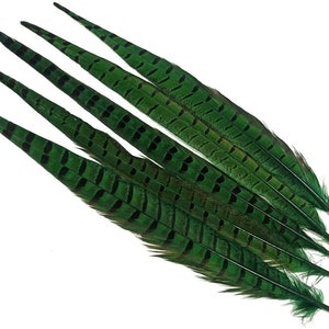 14-16" Pheasant Tail Feathers 5ct - Hair Feathers - Dreamcatcher Feathers - Craft Feathers -4