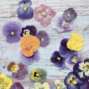 May include: Assortment of pressed and dried pansies in various colors, including purple, pink, yellow, orange, and blue. The pansies are arranged on a light blue wooden surface.