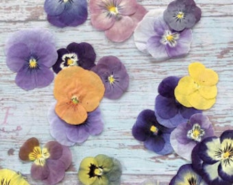 Pressed Pansy Viola Violet flowers - Whole pressed Flowers for Resin Candles and Soaps - 20ct