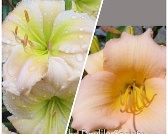 Daylily delaver valley & fairytalle pink, 5seeds, 2023, perennial
