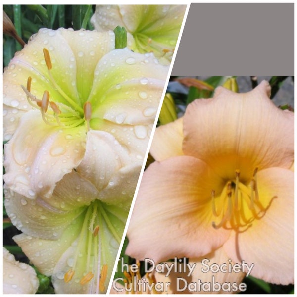 Daylily delaver valley & fairytalle pink, 5seeds, 2023, perennial