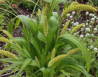 Ornamental grass setaria macrocheata, +500 seeds, 2023, annual