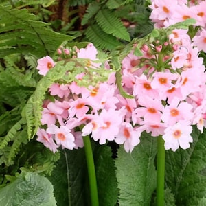 May include: Pink primrose flowers blooming in a lush green garden setting. The flowers are clustered together, creating a vibrant display of color.