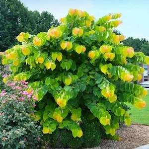 Puede incluir: Un árbol verde y amarillo con hojas en forma de corazón. El follaje es denso y vibrante, con una mezcla de tonos verdes y amarillos. Las hojas tienen una forma y textura distintivas, creando una exhibición visualmente atractiva. El árbol es parte de un paisaje.