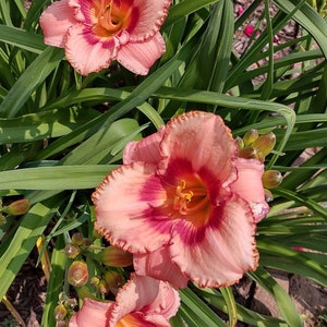 Daylily   strawberry candy  perennial, single fan, live plant