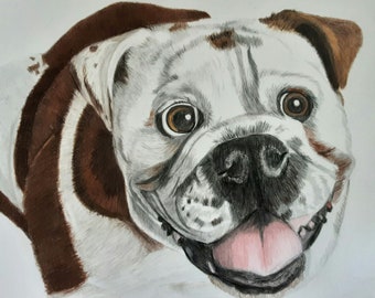 Coloured Puppy Sketch