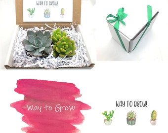 2 Succulent Gift Box - Watch Me Grow Succulents; Congrats Box, Success Gift Box; Congrats Gift Box, Celebration Gifts