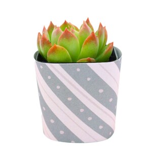 May include: A small succulent plant with green and red leaves in a gray and pink striped pot with white polka dots.